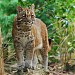 Batang Gadis National Park