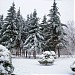 Ели колючие сизые в городе Москва