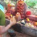 Amaralingeswara swamy temple