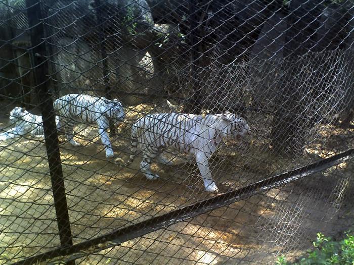 Nehru Zoological Park - Hyderabad