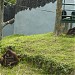 Kandang Orangutan Kalimantan (Pongo pygmaeus) (id) in Jakarta city