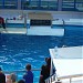 Dolphinarium in Constanţa city