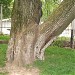Многолетний дуб в городе Калуга