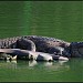 Laguna de las Ilusiones - Vaso Cencali en la ciudad de Villahermosa