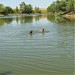 Pond