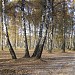 Лесничество в городе Домодедово
