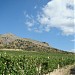 Sudak wine plant vineyard