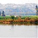 Ropar wetland ( Ropar Lake )