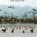 Ropar wetland ( Ropar Lake )