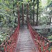 Hanging Bridge of Bukit Nanas Forest (en) di bandar Kuala Lumpur