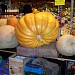 Kleinmarkthalle - indoor food market in Frankfurt am Main city