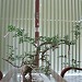 Nhà của Thầy Trần Sĩ Tùng - 1A/25 Tăng Bạt Hổ - TP Qui Nhơn trong Thành phố Quy Nhơn thành phố