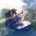 Capybara house