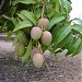 Hapus mango tree