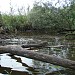 Устье речки Средняя Хортица в городе Запорожье