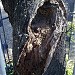 Сохранившееся с времён ВОВ дерево (миндаль) в городе Севастополь