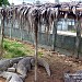 Crocodile Farm