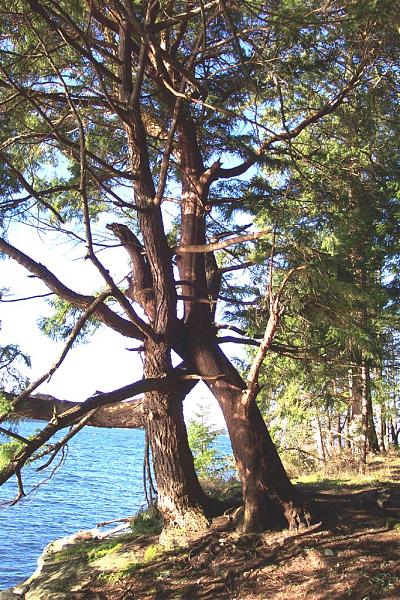 Biggs Park - Jack Point - Nanaimo, British Columbia