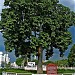 Ipoh Tree in Ipoh city