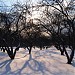 Дьяковский яблоневый сад в городе Москва