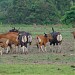 Feeding Ground Sadengan