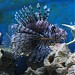 Aquarium in Alushta city