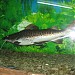 Aquarium in Alushta city