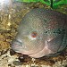 Aquarium in Alushta city