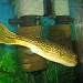 Aquarium in Alushta city