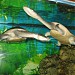 Aquarium in Alushta city