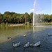 El lago en el Pinar