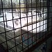 Тушинский мост в городе Москва