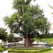 Ginkgo tree in Okcheotrdong (강릉옥천동은행나무) in Gangneung city