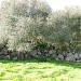 Barbican of the nuraghe Santa Marra