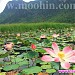 Lotus swamp and elevated view walkways