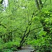 Pacific Spirit Regional Park