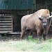 Вольерный комплекс в городе Эстоcадок