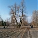 Четырёхствольная ива в городе Киев
