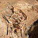 Monastère Mar Saba