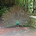 Kuala Lumpur Bird Park,Taman Burung Kuala Lumpur