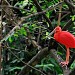 Kuala Lumpur Bird Park,Taman Burung Kuala Lumpur