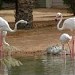 حديقة الحيوانات- منتزة العين للحياة البرية في ميدنة مدينة العين 