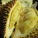 Kebun panili & durian bp narno in Klaten city