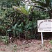 International Cocoa Genebank, Trinidad (Cocoa Research Centre, The University of the West Indies)