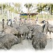 Emu Farms - Sumukha Farms