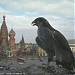 Здесь живут соколы, которые гоняют над Кремлем ворон в городе Москва