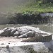 Crocodile Case in لاہور city