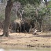 Yala National Park