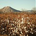 Las Cruces (Nuevo México)