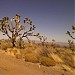 Mojave National Preserve